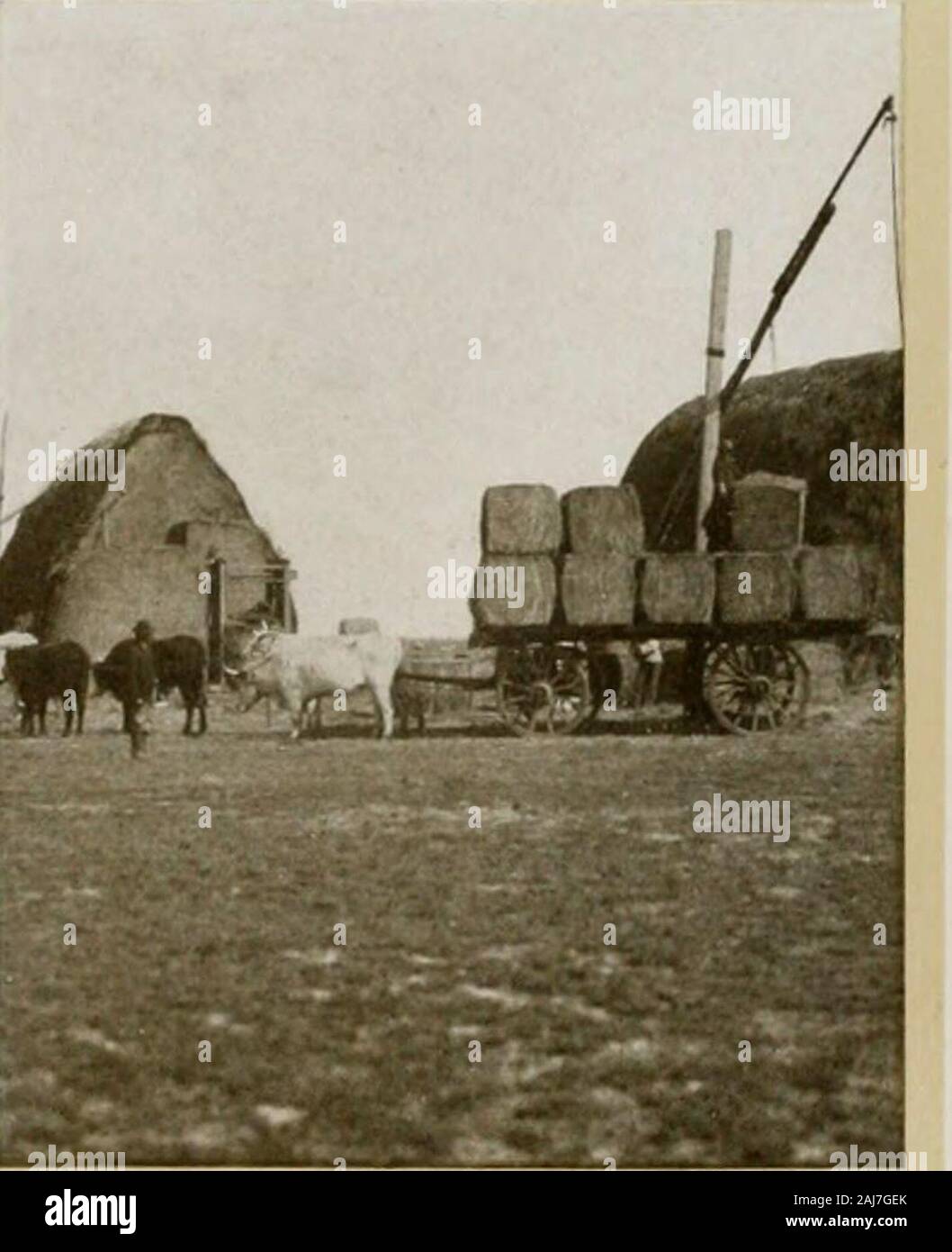 Harvest scenes of the world . gentina. South America Mowing Machine in Uruguay Mowing Machines ina Chilean Clover Field rr. m. i ^JL. ^W t^r^!^^^ Hauling Hay to the Stack. Hauling Hay to Market One hundred xoenlef Stock Photo