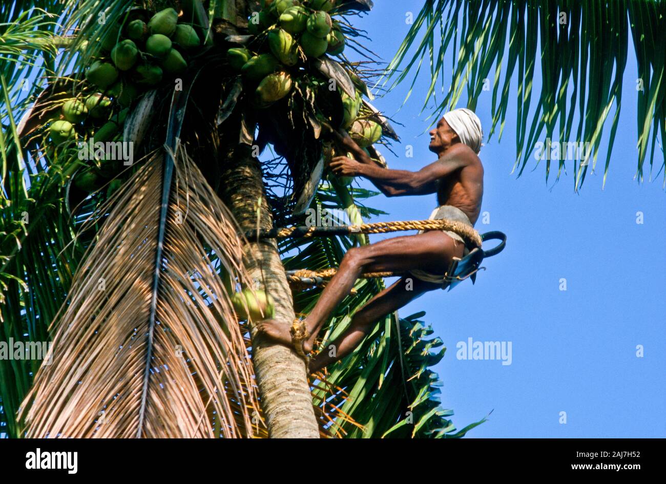 a man is picking coconuts Stock Photo Alamy