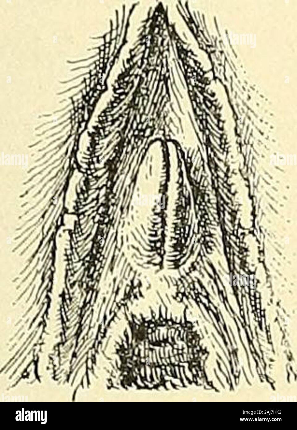 Operative gynecology : . Fig. 229.—Attenuated Urethral Labia. ways to see  them is by introducing a calibrator as shown in Fig. 232. I firstdescribed  these structures, which I had long been observing,