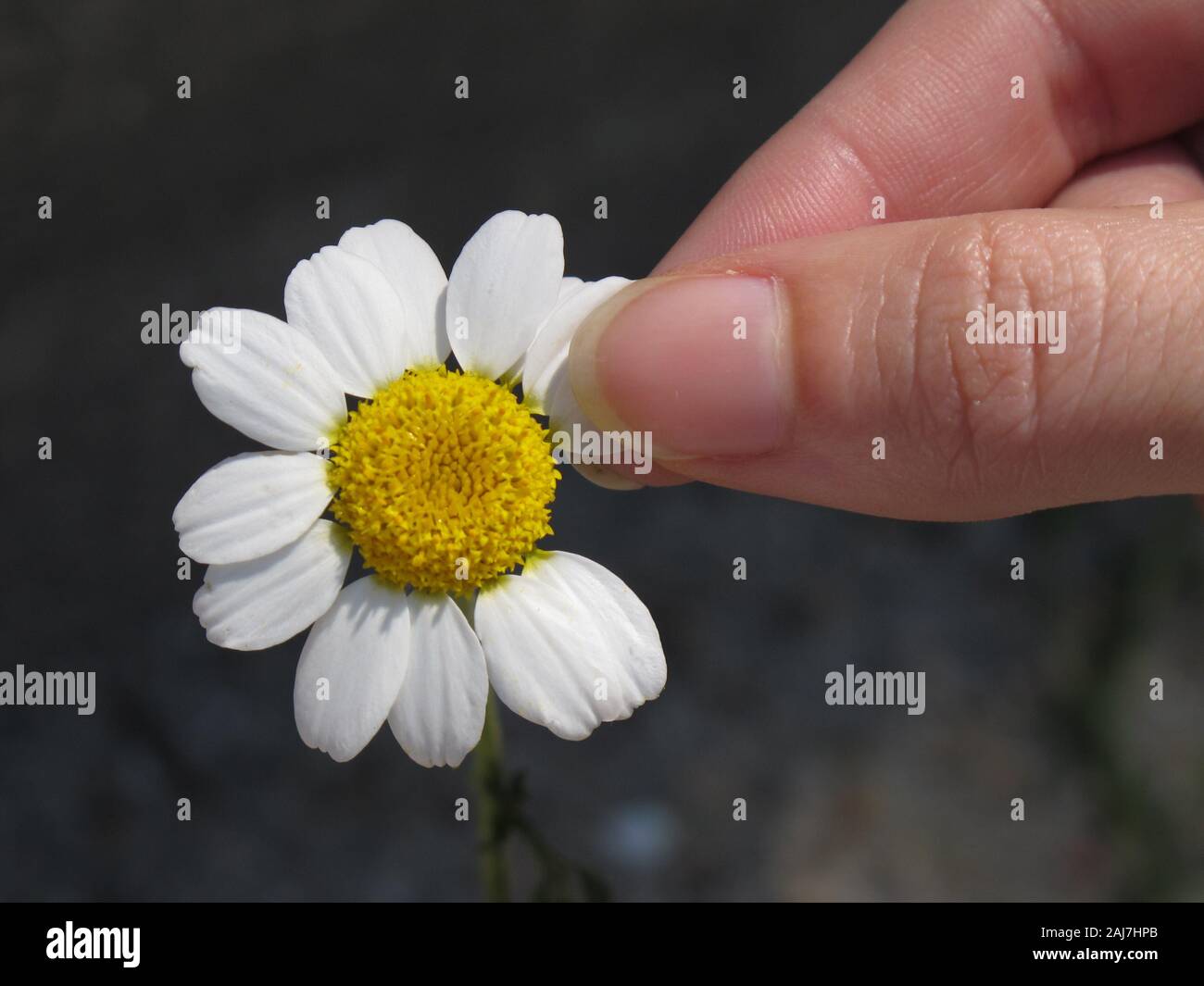 Hands with yellow and white flower petals Stock Photo