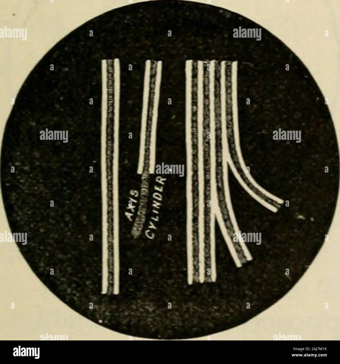 The outlines of anatomy, physiology, and hygiene Being an edition of The essentials of anatomy, physiology, and hygiene, rev to conform to the legislation making the effects of alcohol and other narcotics upon the human system a mandatory study in public schools . ocesses of organic life, and is called the sympa-thetic system. The name of the former indicates thefact that it comprises the cerebrum, or brain, and thespinal cord, with the nerves proceeding from them ;and the name of the latter suggests one of the prin-cipal characteristics of that portion of the nervoussystem, viz., that of indu Stock Photo