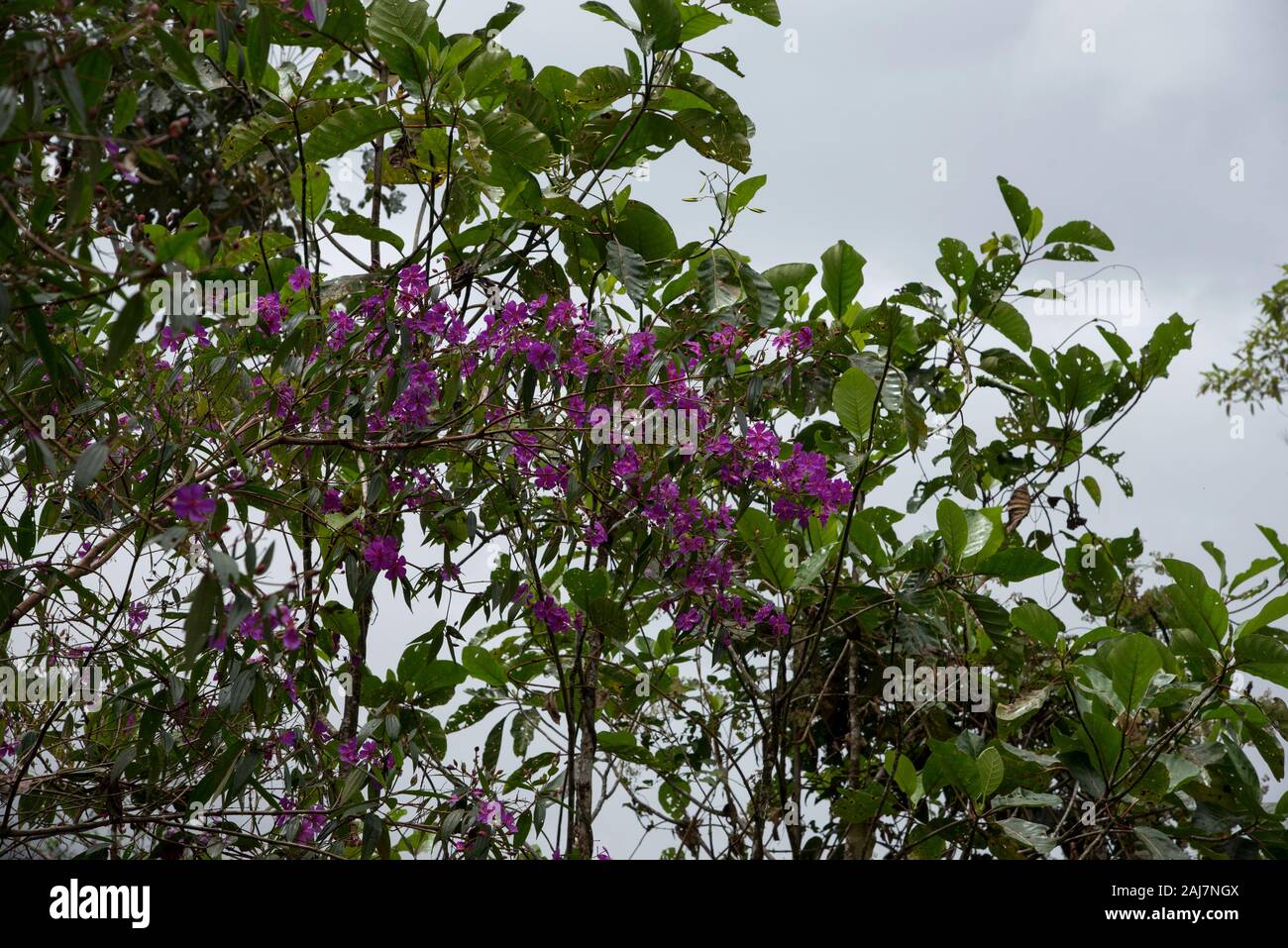 violet flowers in the primeval forest of the tropical Podocarpus National Park in the Andes at 1000 meter above sea level in Ecuador. Stock Photo