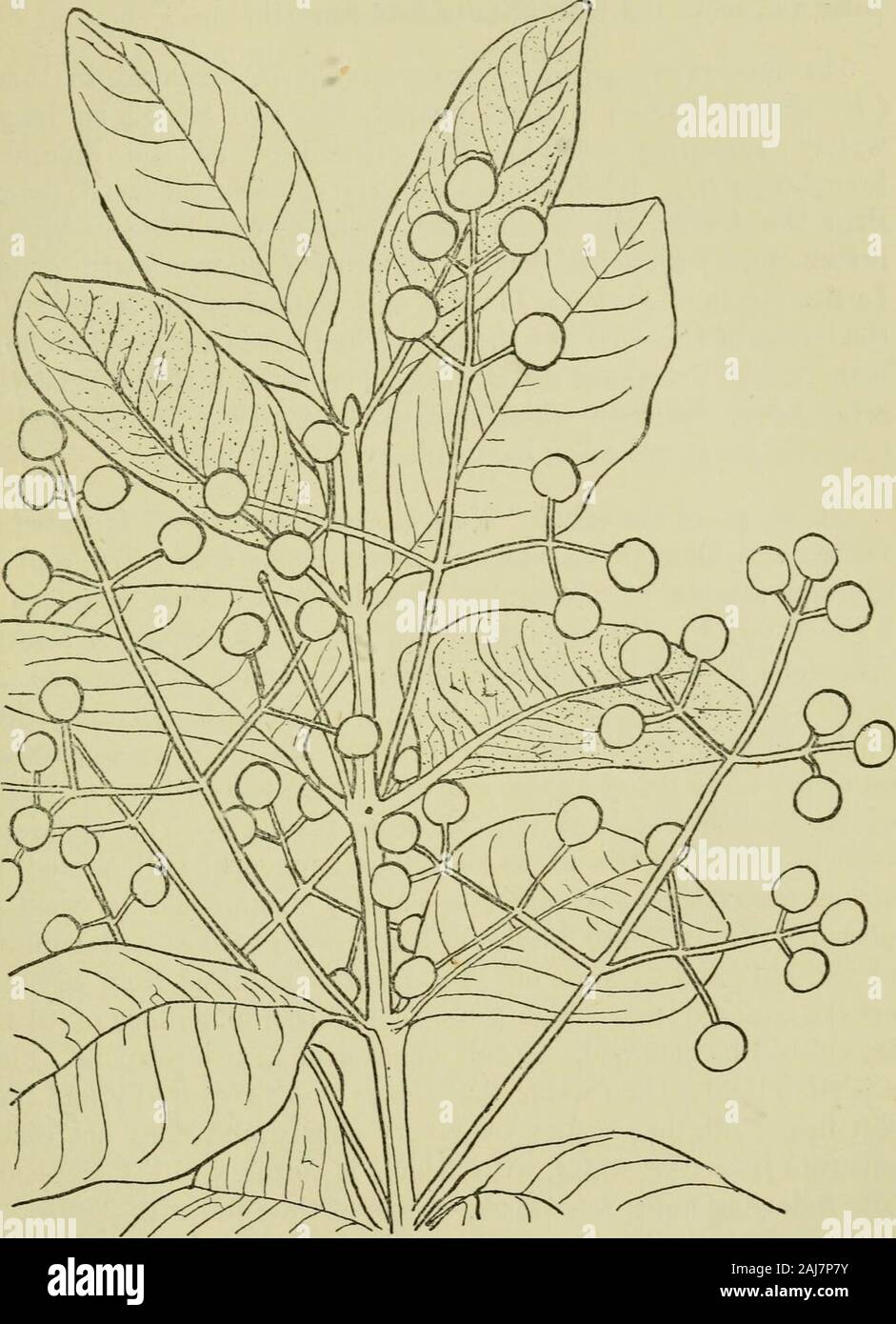 Odorographia : a natural history of raw materials and drugs used in the perfume industry : intended to serve growers, manufacturers and consumers . e statement, thespecies, varieties and forms of Myrcia and Eugenia being sonumerous and so nearly allied that it is probable that the leavescommercially known as Bay leaves are gathered from varioustrees, and no attention is paid by the gatherers to the slightstructural differences w^hich distinguish botanically between thevarious trees. Piecent opinion is in favour of these Bay-leavesbeing derived from Eugenia acris, Wight and Arnott {Pimentaacris Stock Photo