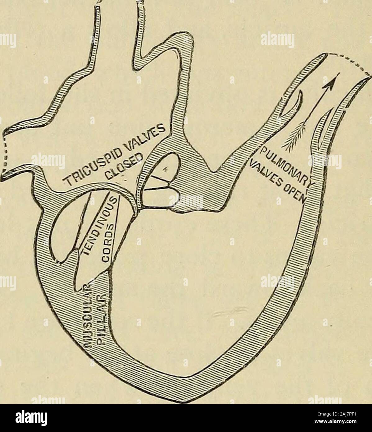 The outlines of anatomy, physiology, and hygiene Being an edition of The essentials of anatomy, physiology, and hygiene, rev to conform to the legislation making the effects of alcohol and other narcotics upon the human system a mandatory study in public schools . Ftg. 43.—Illustrating the action of the valves in the right side of the heart:. 154 ORGANS OF REPAIR. too far back. In other words, to fulfill their object,these cords must be able to become longer or short-. FiG. 44.—Illustrating the action of the valves in the right side of the heart. er according to circumstances. This is effected Stock Photo