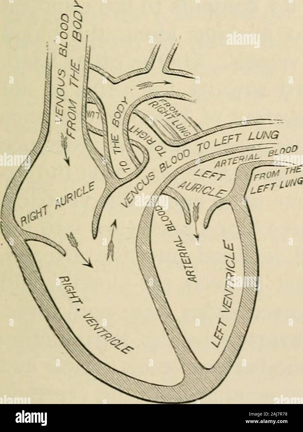 The outlines of anatomy, physiology, and hygiene Being an edition of The essentials of anatomy, physiology, and hygiene, rev to conform to the legislation making the effects of alcohol and other narcotics upon the human system a mandatory study in public schools . Auricles and Ventricles.—Each side ofthe heart is divided into two cavities, making fourin the whole organ. These cavities are called the THE HEART. 149 auricles and ventricles. The ventricles constitute thegreater part of the heart, and it is in their walls thatthe greatest muscular power is located. The auri-cles are smaller caviti Stock Photo