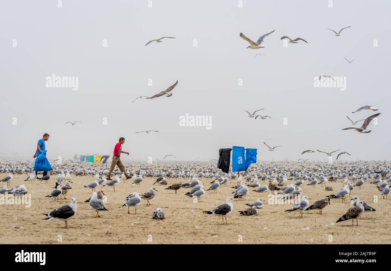 Cleaners clean up while seagulls and mist hang out on the beach northern Porto in Portugal. Photograph: Iris de Reus Stock Photo