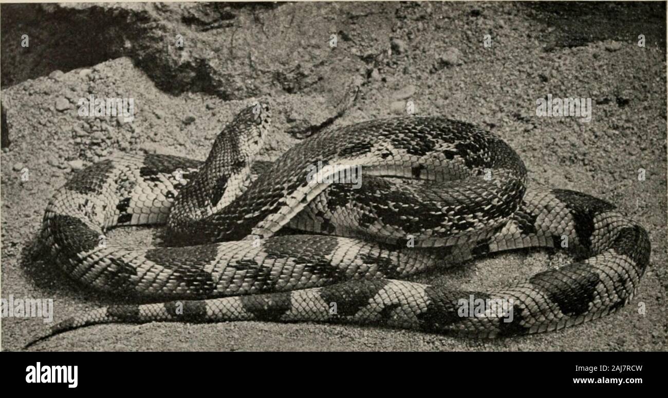 Lizards In New Jersey