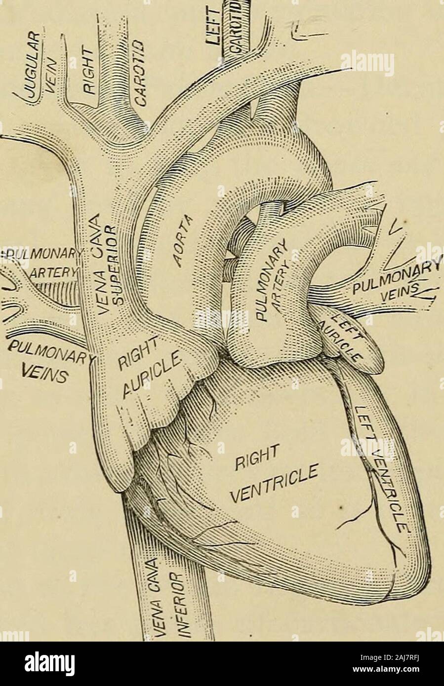 The outlines of anatomy, physiology, and hygiene Being an edition of The essentials of anatomy, physiology, and hygiene, rev to conform to the legislation making the effects of alcohol and other narcotics upon the human system a mandatory study in public schools . cases,for some person to take hold of the tip of thetongue with a towel to prevent its slipping from thegrasp, and draw it forward so as to leave the pas-sage to the lungs clear.^ As soon as the person begins to* breathe he canswallow, and five grains of carbonate of ammoniashould be given him in a quarter of a tumbler of * In all ca Stock Photo