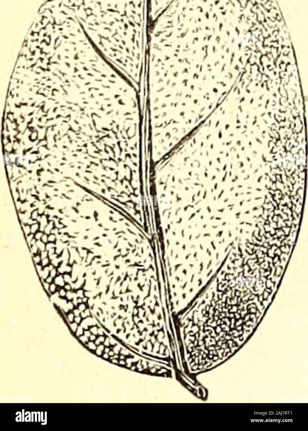 American journal of pharmacy . Micromeria Douglasii. a, leaf and calyx, natural size, b, simple baiivmagnified 300 diam. c, cuticle, and d, gland, magnified 300 diam. The cuticle on both surfaces of the leaves is firm. The hairs arefirm, conical, mostly two-celled, and rest, witli a broad base, upon thesomewhat prominent parent cell. The glands are contaiued in concavedepressions, are depressed, have a. simple stipe cell, and ccmtain a yel-low secretion.—Fhar. Centralhalle, 1882, No. 29. Eugenia Cheken, Molina.—From Dr. J. Moellers descri])tion ofcheken leaves we take the following, supplement Stock Photo