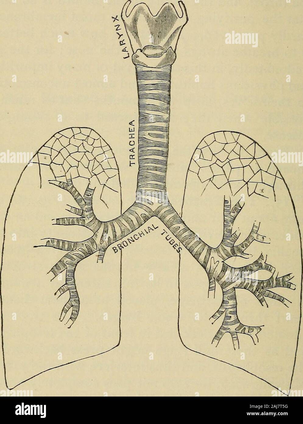 The outlines of anatomy, physiology, and hygiene Being an edition of The essentials of anatomy, physiology, and hygiene, rev to conform to the legislation making the effects of alcohol and other narcotics upon the human system a mandatory study in public schools . Fig. 36) is atube about four and a half inches long and an inchwide, which divides at its lower extremitv into twosmaller tubes called broncJii^ one of which goes toeach lung. It is mainly fibrous in its structure,and it is kept open to its full extent by a numberof rings of cartilage, placed at a short distanceapart through its whol Stock Photo