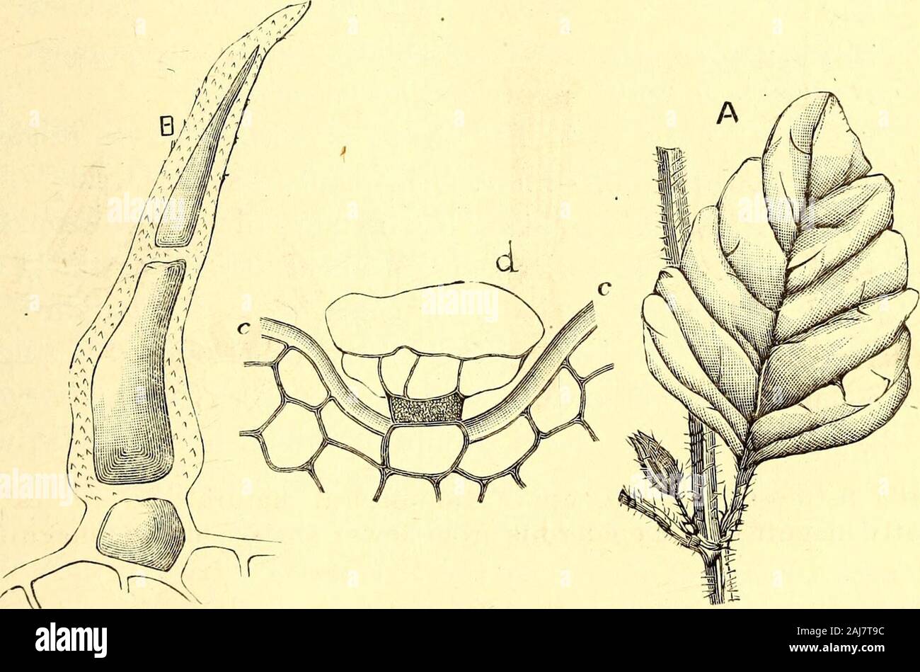 American journal of pharmacy . .matic—Dr. J. Moeller in Ph. Centralhalle, No. 29. Am. Jour. Pharm.Sept., 1882. Gleanings in Materia Medica. 461 Micromeria Douglasii, Benth.^ known as yerha buena, a lal)iateplant of Northern California and Columbia^ has been recommended asan anthelmintic, emmenagogue and febrifuge. The drug is describedby Dr. J. Moeller as consisting of quadrangular hairy stems. Theleaves are opposite, ovate, short-petiolate, obtnse, coarsely crenate, viththe nerve branches running to the margin, and with sparse tertiarybranches; the upper side almost smooth, the lower surface Stock Photo