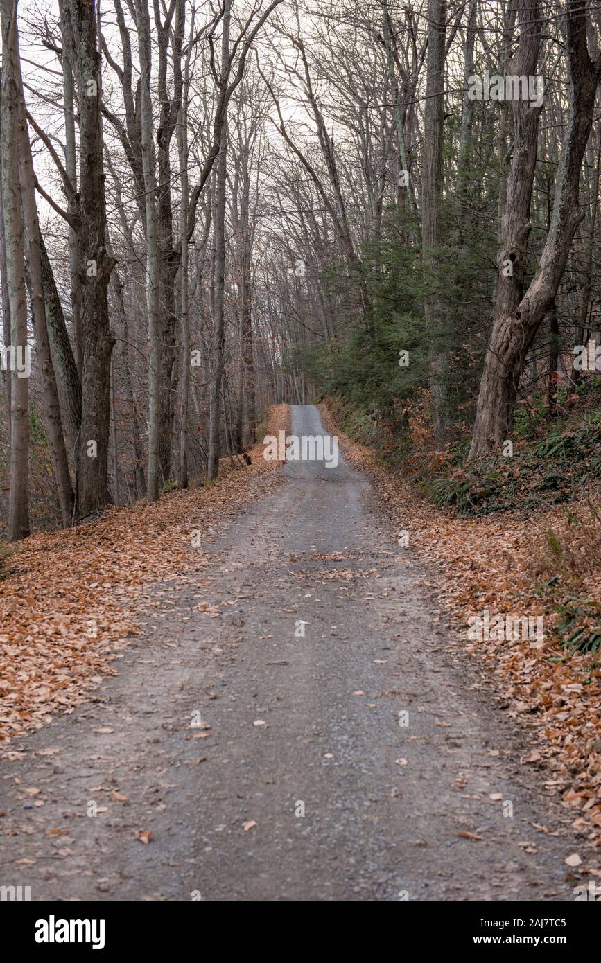 The lonely forest hi-res stock photography and images - Alamy