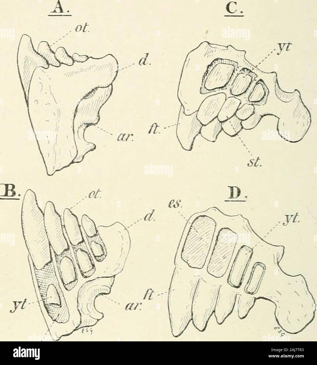A treatise on zoology . recirostris, T. and S. (Aftci- Hay, Fishes of India.) Family Balistiuae. The Trigger-Fishes have two or three dorsalspines, and generally large scales or scntes. Acanthoderma, Ag. ; Oligocene, Europe. Ikdistes, Cuv. (Figs. 448-9) ;Parahdercs, Blkr. ; Alutere.-^, Cuv. ; P&ilocephalus, Sw.—warm seas. Family Monacanthidae. The File-Fishes have one strong dorsalspine, and generally a second vestigial spine behind it. The pelvic finis vestigial or absent. The body is covered with small spiny scales. Monacanthus, Cuv. (Fig. 450). Series 2. (Ostracodermi). There is no spinous Stock Photo