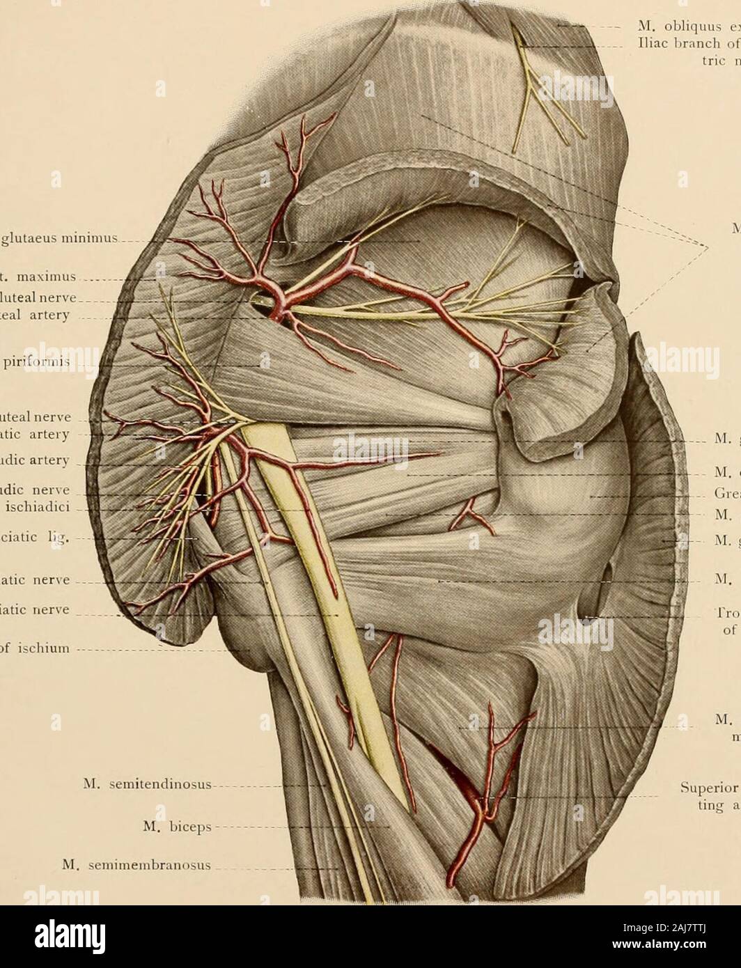 Atlas and text-book of topographic and applied anatomy . alcitonn marginaphenous opening)xternalpudic veins M. glut, maximus Superior gluteal nerve Gluteal artery Inferior gluteal nerveSciatic artery Internal pudic Ireat sacrosciatic lig, Small aberosity of ischium. quus ext. abdomini:nnch of ilio hypogas M.Gr M. obturator?at trochagemellus nf. M. glutaeus n ,ax. M. quadratus fe- o ichanteric in. glut. bursa perior perfora-ting artery THE REGION OF THE HIP. 157 FlG. 77.—The subinguinal region with the vessels and lymphatic glands lying upon the deep fascia.Fig. 78.—The topography of the deep g Stock Photo