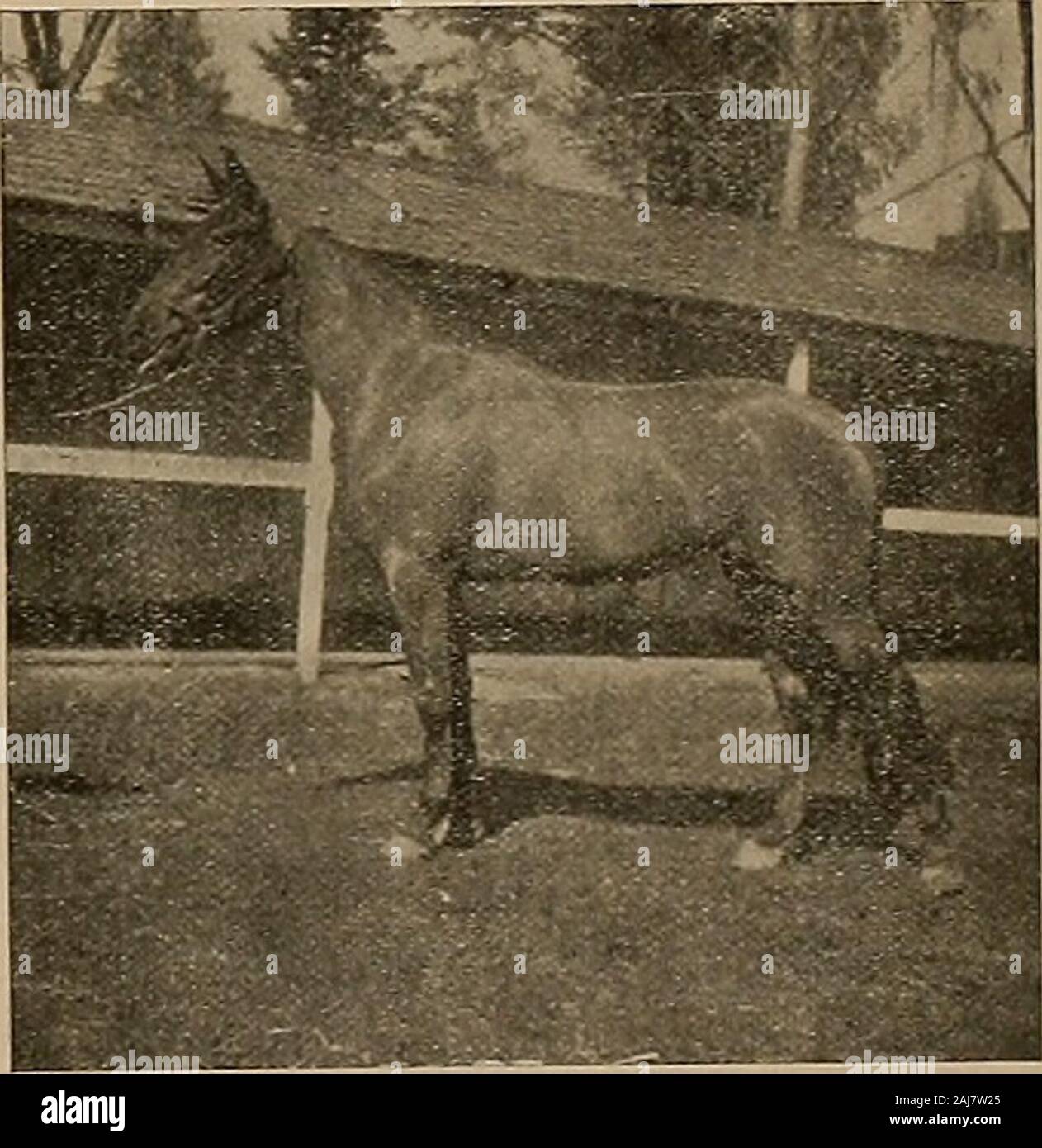 Breeder and sportsman . , theworlds record for mares; Centella, winner of twelveraces and $9265; Kildare, winner of more than twentyraces; Morven, a heavy winner on the flat and overthe sticks; Del Norte, who broke the Coast record at amile and a sixteenth; Top Gallant, winner of fourteenraces and in the money on fifty-three occasions;Horatio, a good two and three year old; Phoebe Ann,. NORA MCKINNEY. This handsome four year old filly is in FarmerBunchs string at San Jose. She is by McKinney outof a mare by Dexter Prince, and was raised by DavidYoung, of Stockton. She resembles Hazel Kinney2:0 Stock Photo
