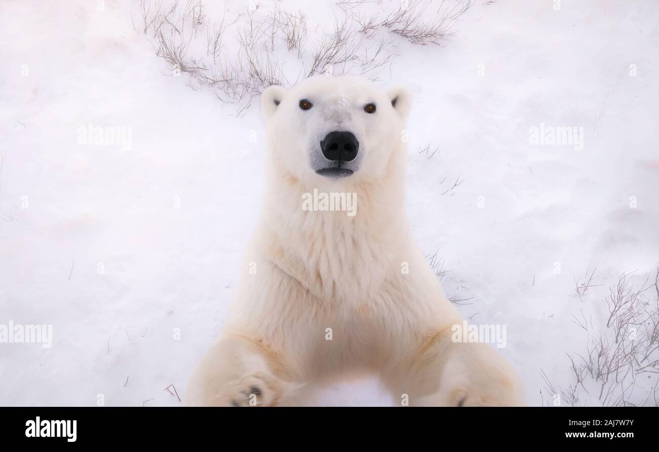 Polar bear (Ursus maritimus) reaching up toward the camera, with a background of snow. Churchill, Canada. Stock Photo