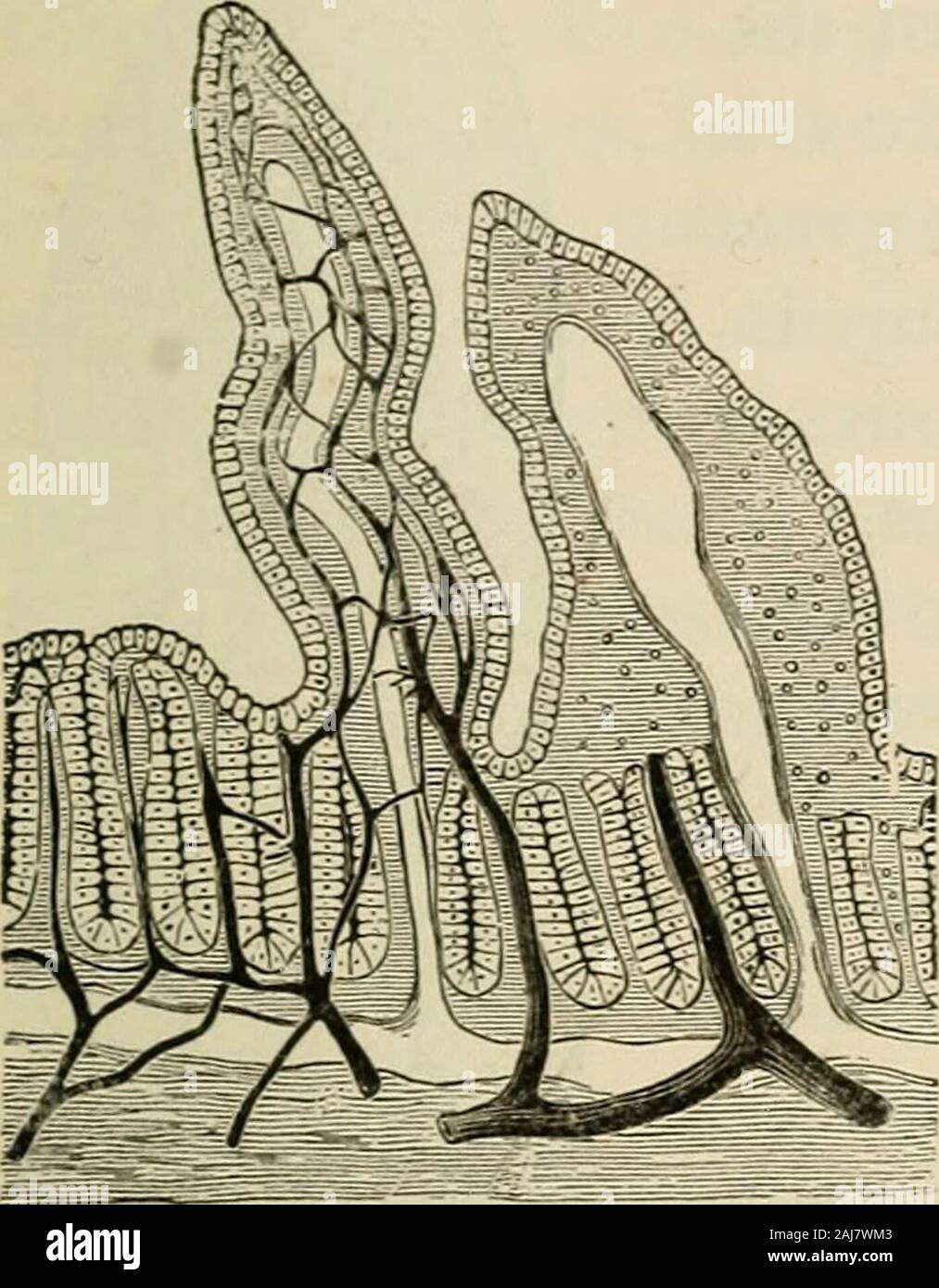 The outlines of anatomy, physiology, and hygiene Being an edition of The essentials of anatomy, physiology, and hygiene, rev to conform to the legislation making the effects of alcohol and other narcotics upon the human system a mandatory study in public schools . ig. 32). In thevery center of the wholeis an open space, whichis the commencement ofa lacteal. 138. The LactealVessels. — The lactcalsare only a part of a sys- FiG. 3i.-Section of the mucous mem- ^^^ ^£ yesscls Called thebrane of the small intestine, show-   ing two villi, and several secreting lympJiaticS,Q^^X,^^ tubes or f Stock Photo