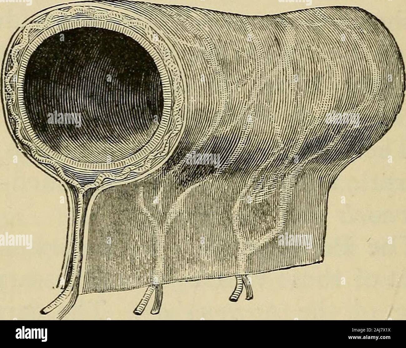 The outlines of anatomy, physiology, and hygiene Being an edition of The essentials of anatomy, physiology, and hygiene, rev to conform to the legislation making the effects of alcohol and other narcotics upon the human system a mandatory study in public schools . he organs containedin the abdomen, and also lines the abdominal walls.This smooth, satiny membrane is called the peri-tonaeum, and it renders the movements of the ab-dominal organs possible without discomfort to therest of the organism. Now, the intestine being, ashas been shown, a long, narrow circular tube, orcanal, and the periton Stock Photo