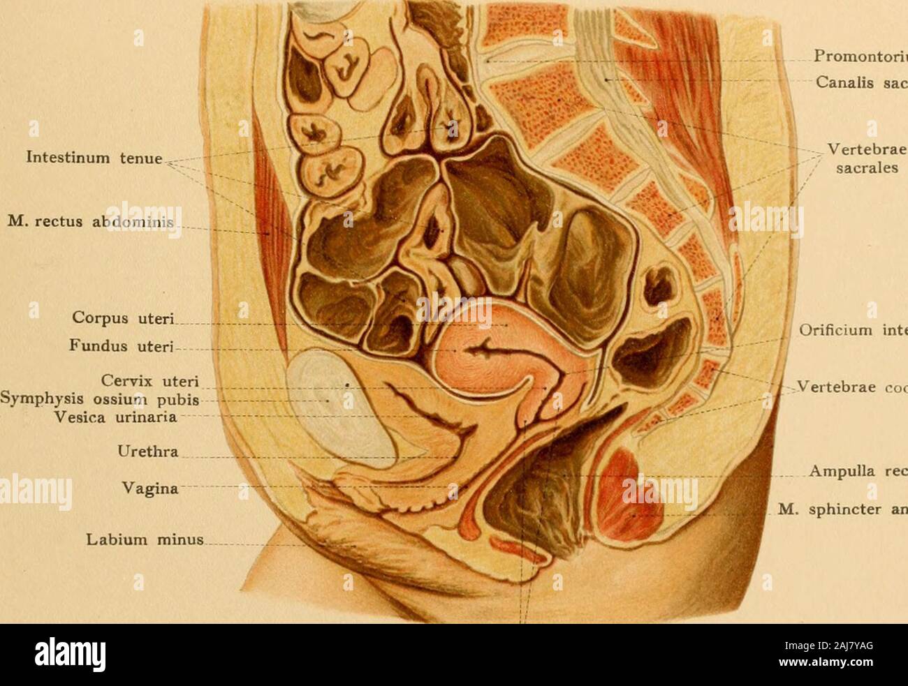 Atlas and text-book of topographic and applied anatomy . External os uteri and an g %1d:1 l,:rM,a Iwhch - z fcsuei ^— I i ^?^n tn,c / nav ii.»a/ &gt;ii*&gt;^&gt;- —— ... ? i .   I THE PELVIC CAVITY IN THE FEMALE. Tab. 1romontoriumCanalis sacralis. lhcium internun Vertebrae i-orcvgeae Ampulla rectisphincter ani externus Portio vaginalis (cervicis) Fig. ?2. Fallopian tube Ovarian vessels Suspensory ligament of ovan Round ligamentInternal iliac artery Stock Photo