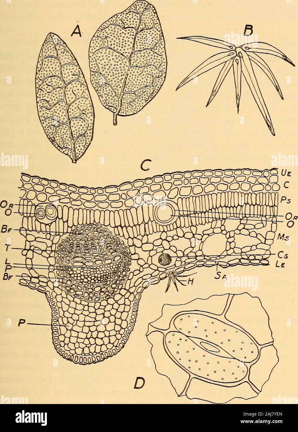 Scientific and applied pharmacognosy intended for the use of students in pharmacy, as a hand book for pharmacists, and as a reference book for food and drug analysts and pharmacologists . in the pericycle. Neither glandular hairs nor mucil-age cells are present in this family. Boldus.—Boldo.—The dried leaves of Peumus Boldus (Fam.Mommiacese) an evergreen tree indigenous to Chili. Description.—Broadly elliptical or ovate, 3 to 6 cm. in length,1 to 5 cm. in breadth; summit acute, rounded, emarginate; baseacute or more or less rounded; margin entire, distinctly revolute;upper surface light green, Stock Photo