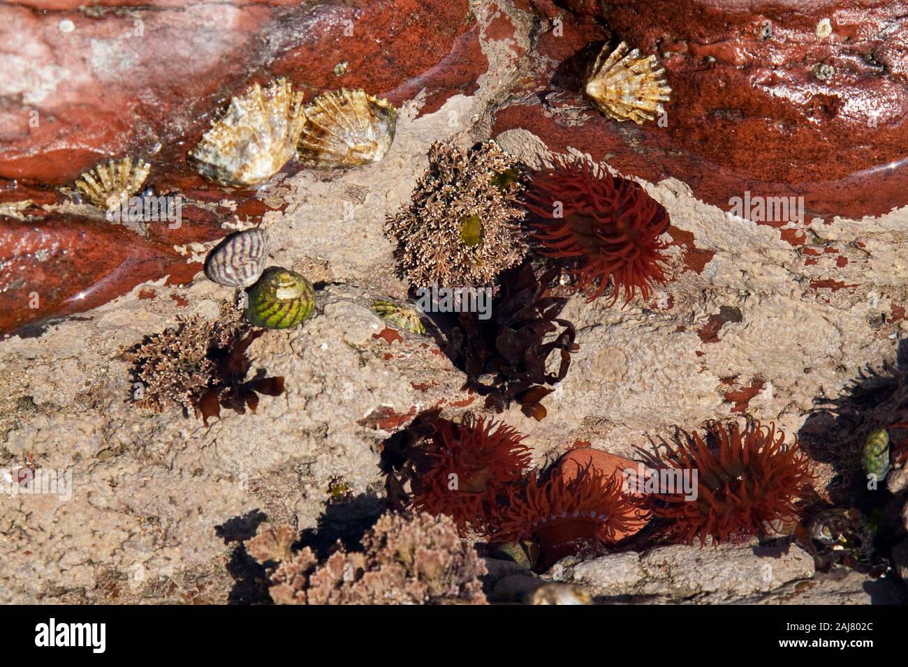 A rock pool, Pembrokeshire, with anemones, top shells, algae and limpets, Stock Photo