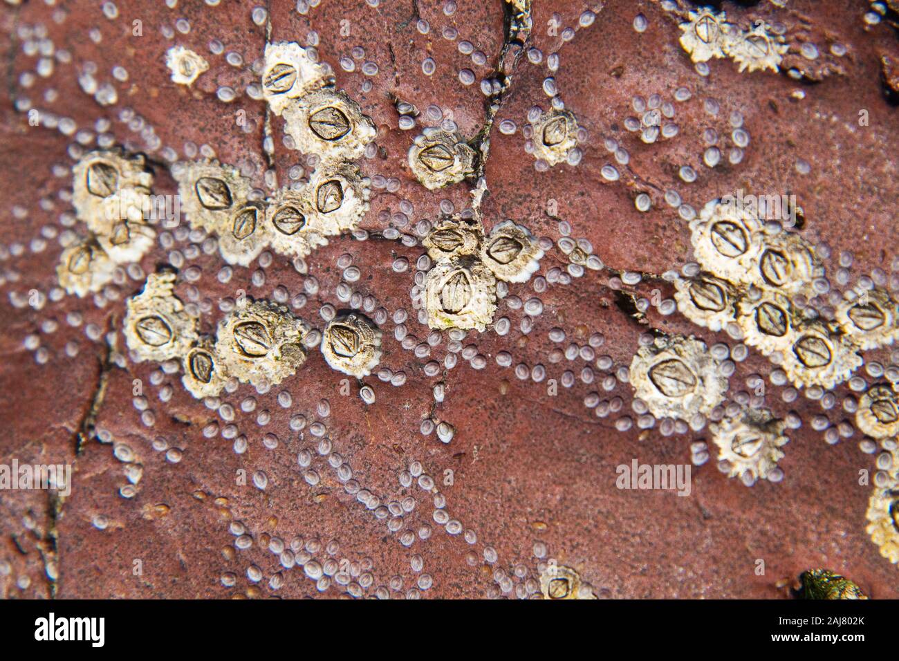 Three generations of acorn barnacles on intertidal sandstone rock Stock Photo