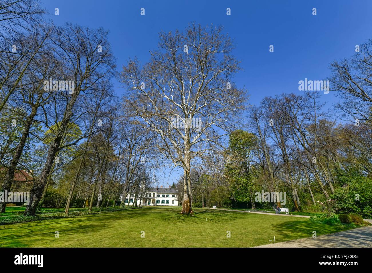 Platanus acerifolia hires stock photography and images Alamy