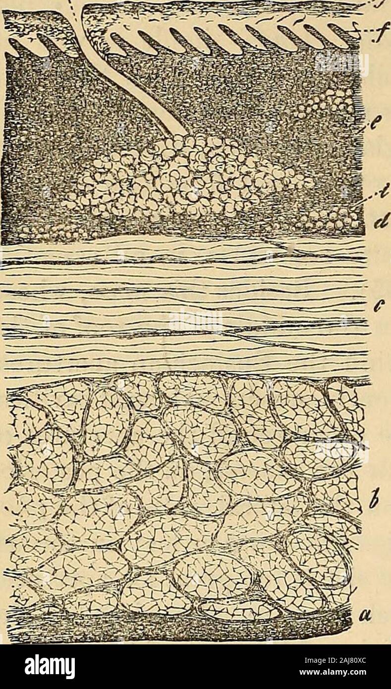 Manual of human histology . fibres; the proportion of these gradually increases,until at last, in the lower fourth, smooth muscle altogetherpredominates. Isolated, transversely-striated muscles, howevei,are, according to Ficinus, to be met with as far as the cardia.Most internally we find, separated from the muscular coatby a white, soft layer of submucous connective tissue {tunicanervea of the ancients), the pale-red mucous membrane, whichbelow takes on a whitish tint. Its total thickness OSG—0*45 is due, to the extent of about 01—0*12, to itslaminated, tesselated epithelium, which presents t Stock Photo