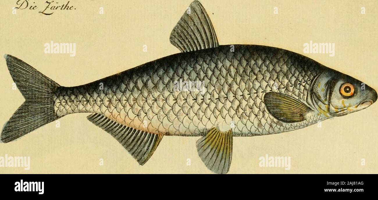 Ichthyologie Ou Histoire Naturelle Des Poissons En Six Parties Avec 216 Planches Dessina C Es Et Enlumina C Es D Apra S Natu Stock Photo Alamy