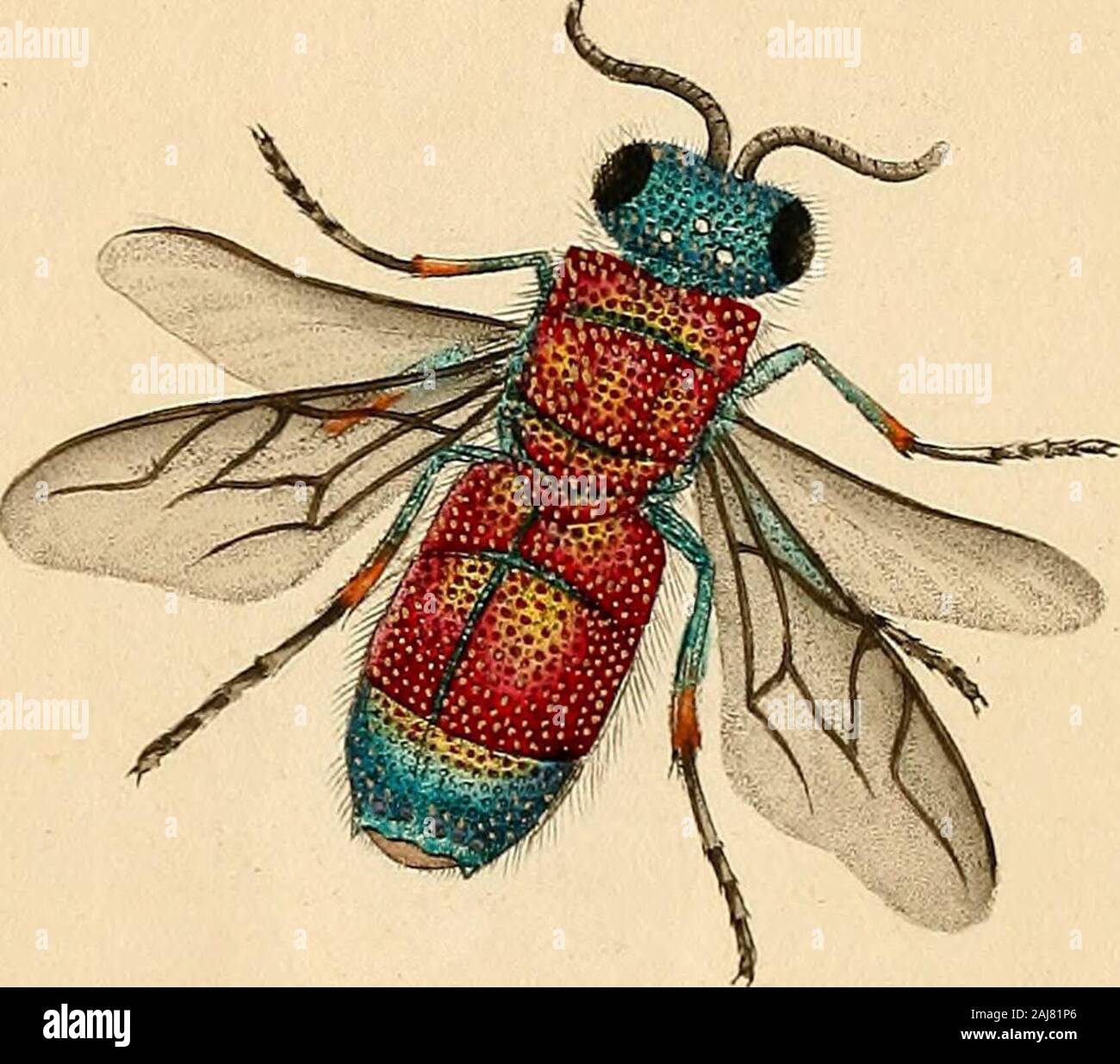 The natural history of British insects : explaining them in their ...
