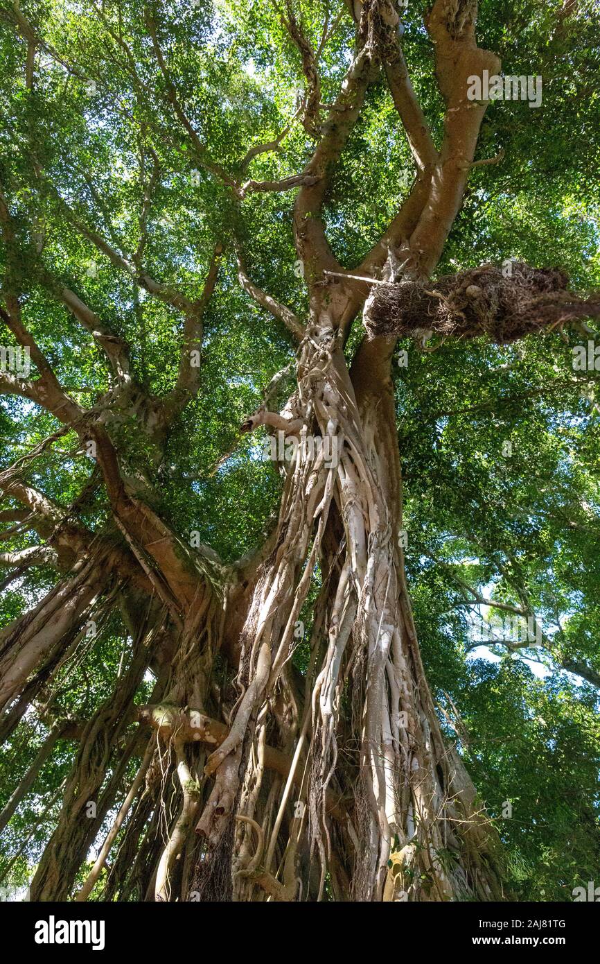 Trees in Maui Stock Photo Alamy