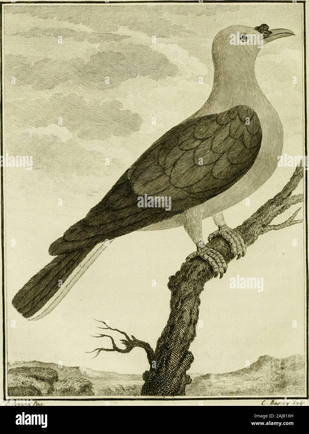 Deux Pigeons High Resolution Stock Photography And Images Alamy