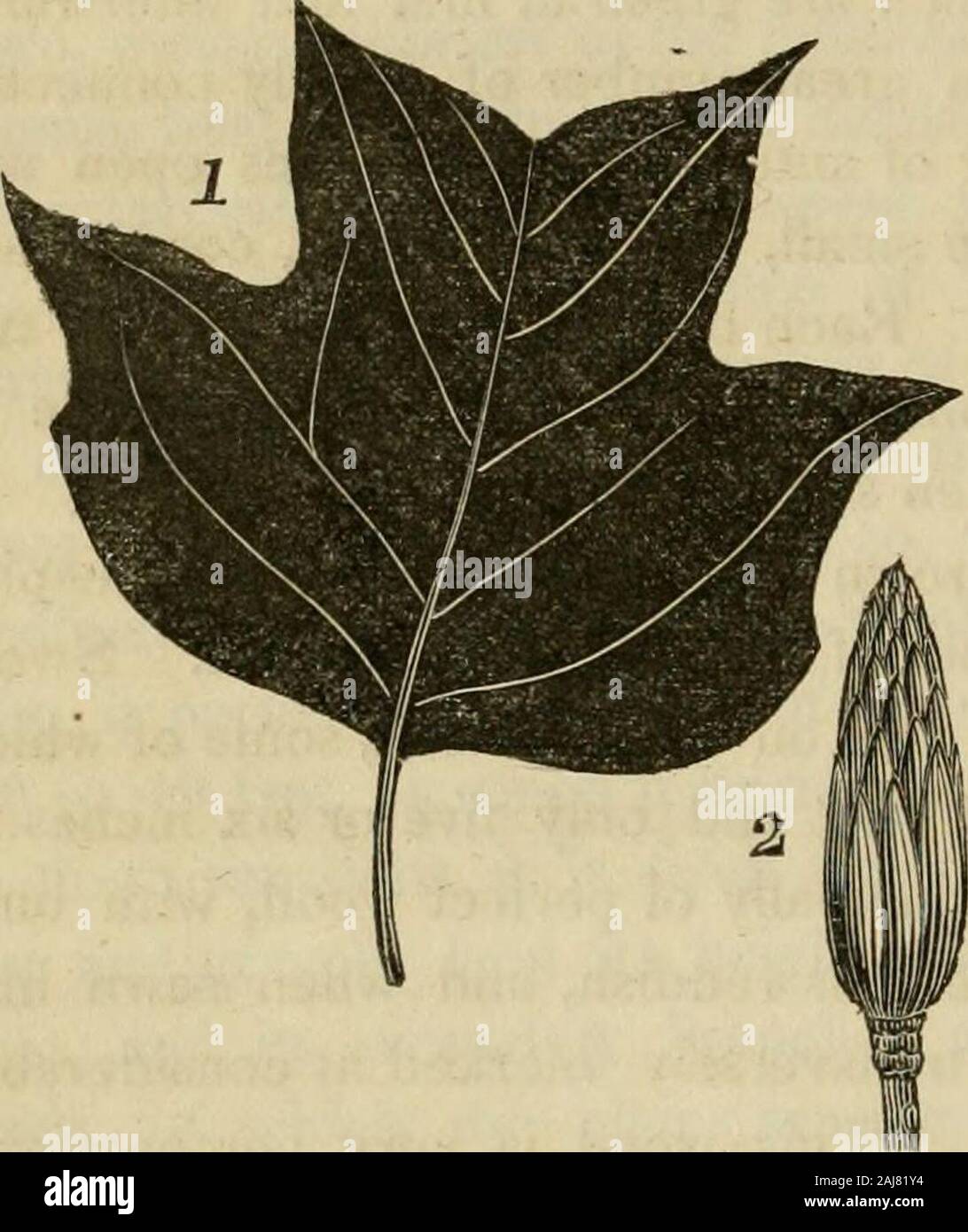 The sylva americana; or, A description of the forest trees indigenous to the United States, practically and botanically considered . t,. New York and New Jersey,it is known by the name ofWhite Wood, and of CanoeWood, and more rarely bythat of Tidip Tree. Thislast denomination we have thought most proper to adopt, fromthe resemblance of its flowers to the tulip. The southernextremity of Lake Champlain, in latitude 45°, may be consideredas the northern limit, and the river Connecticut, in the longitudeof 72°, as the eastern limit of the tulip tree. It is only beyondthe Hudson, which flows two de Stock Photo