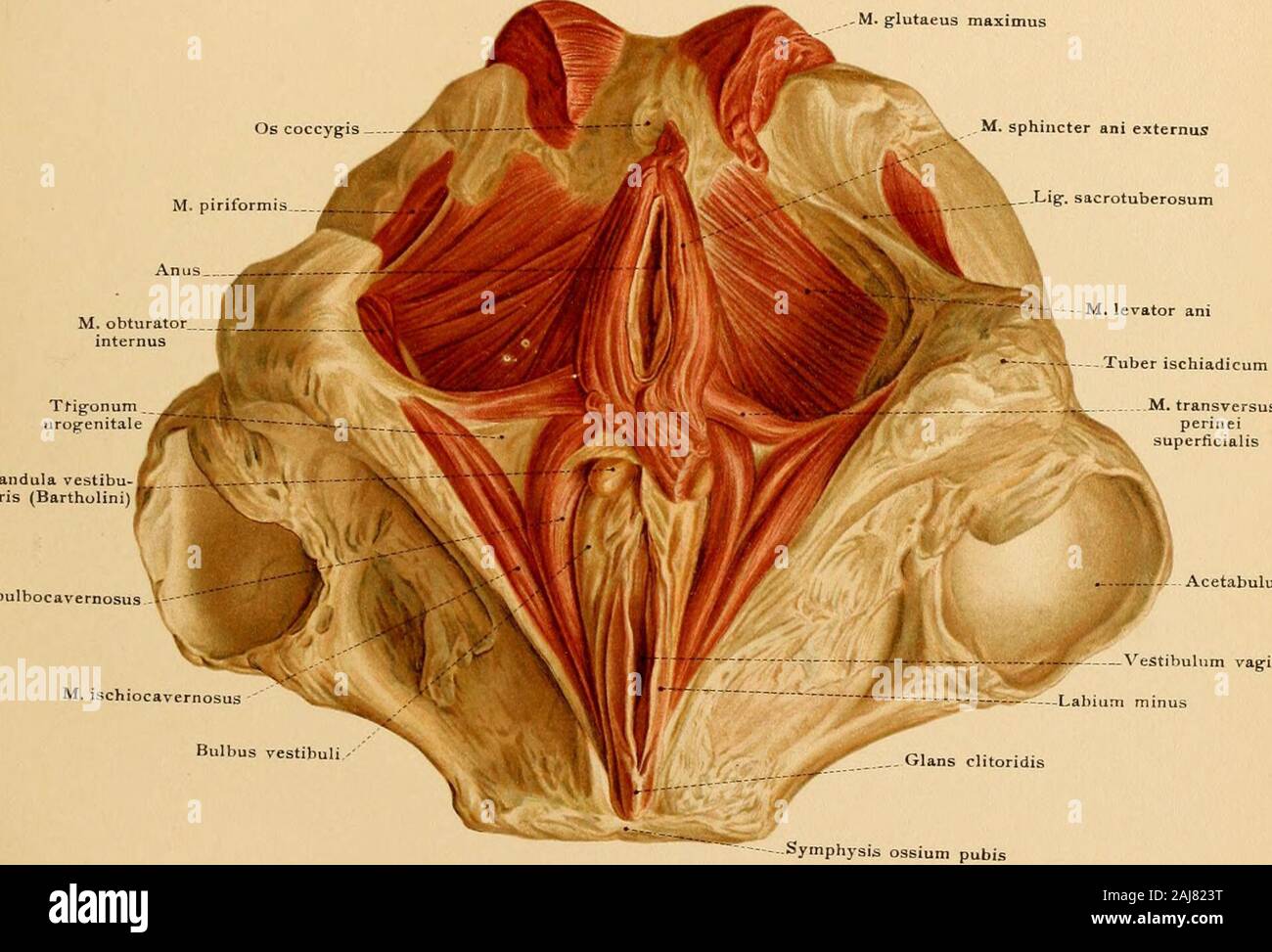 Atlas and text-book of topographic and applied anatomy . &lt;riT/W plane orubral disc between the last -the pelvic outlet from the lower ma ters. Tab. 19.. M.bulbocavernosus  THE PELVIC WALLS. 145 The pelvic inclination is the angle between the conjugata vera and a horizontal plane (about60 degrees). [The obliquity oj the pelvis varies in different individuals, is greater in the femalethan in the male, and is increased by hip-joint disease, particularly on standing. With a normalinclination of the pelvis the sacral promontory is about 9.5 cm. (3A inches) above the upper borderof the symphysi Stock Photo