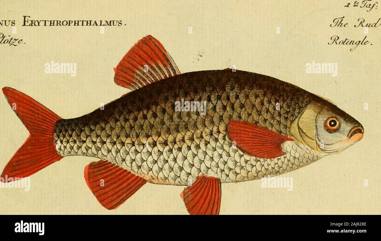 Ichthyologie; ou, Histoire naturelle des poissons En six parties avec 216 planches dessinÃ©es et enluminÃ©es d'aprÃ¨s natu . ^2Cri riujes: fu/i de/. KA&gt;oi)e/tttAr. J; I. .V **»&gt;?*.*-- Cyprinus Rutilus . 3L%ooc/l.ichthyologieouhi01bloc Stock Photo