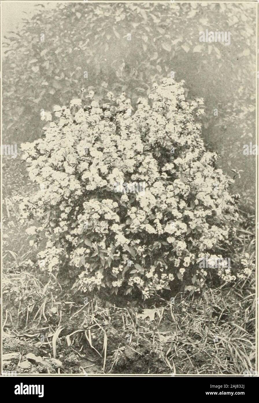 Novelties and specialties offered by Ellwanger & Barry : nurserymen - horticulturists . ving white flowers in July. 35c. LEMOINES NEW HYBRIDDEUTZIAS. Shrubs of dwarf and very graceful habit, flowering in July ; highly ornamental. Deutzia Discolor Grandiflora. Flowers large,white, slightly tinted with rose. $1.00. Deutzia Gracilis Campanulata. Flowerslarge, numerous, pure white. $1.00. Deutzia Gracilis Carminea. Flowers mediumsize, delicate rose, with the reverse ofpetals deep crimson. $1.00. Deutzia Gracilis Rosea. Flowers abundant,opening in the form of a bellflower, withthe exterior of a del Stock Photo