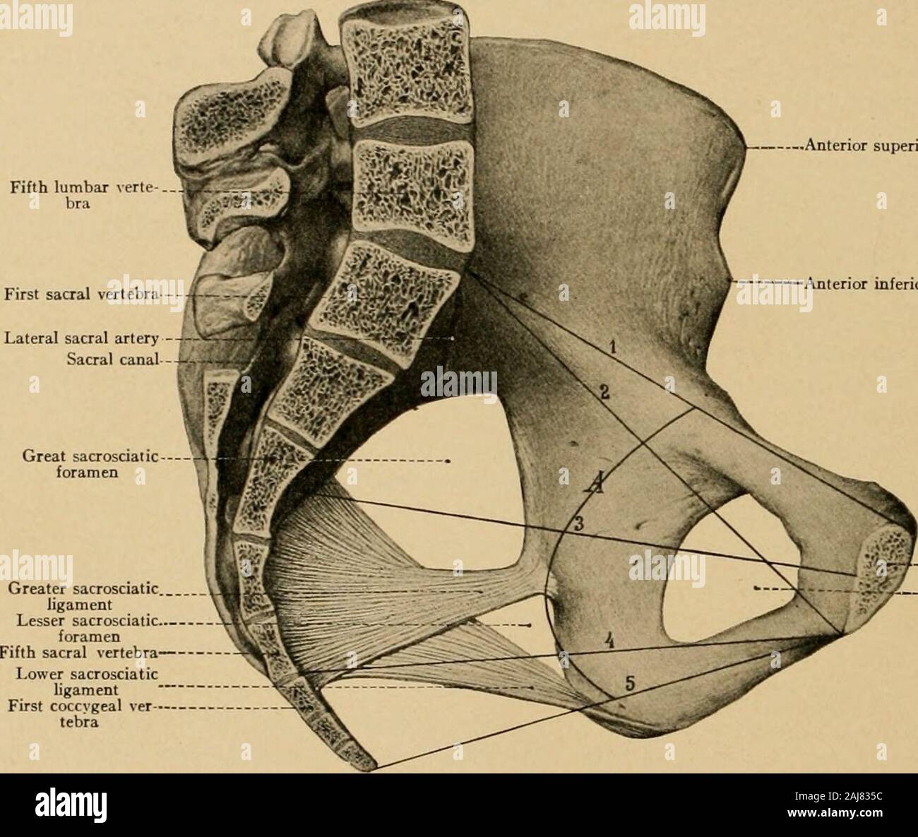 https://c8.alamy.com/comp/2AJ835C/atlas-and-text-book-of-topographic-and-applied-anatomy-the-pelvic-cavity-or-the-width-of-the-pelvis-from-themiddle-of-the-symphysis-to-the-middle-of-the-third-sacral-vertebra-125-centimeters-5-inches-anterior-superior-spine-of-i-anterior-inferior-spine-of-iliu-mphysisobturator-foramen-fig-70a-sagittal-section-of-the-female-pelvis-with-the-anteroposterior-pelvic-diameters-i-the-anteropos-terior-diameter-of-the-pelvic-inlet-conjugata-vera-2-the-internal-conjugate-diagonal-conjugata-diagonalis-3the-anteroposterior-diameter-of-the-pelvic-cavity-4-the-anteroposterior-diame-2AJ835C.jpg