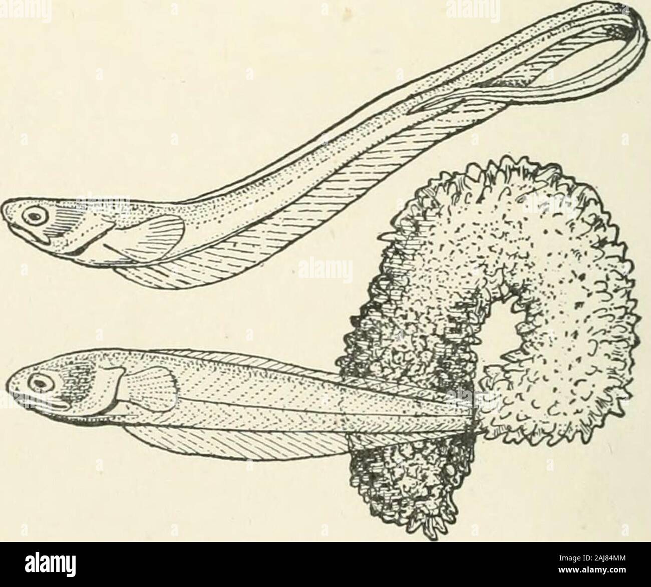 A treatise on zoology . Fig. 410.Notacanthus analis. Gill. (From Jordan and Evermann.) The premaxillae alone enter the margin of the small inferior mouth.The suborbitals and post-temporal have been lost. Notacanthus, Bl. ; depths of the Mediterranean, Atlantic, and Pacific(Fig. 419). Tribe 2. Scaleless fish, with the anus near the head ; a situation which maybe related to their habit of living iiiside other animals, such as Bivalvesand Holothurians.. Fig. 420. Fierasfer acus, Kaup ; one specimen emerging from a liolothuriau.(After Emery, from Dean.) NOTACANTHIFORMES 419 Family Fierasferidae. T Stock Photo