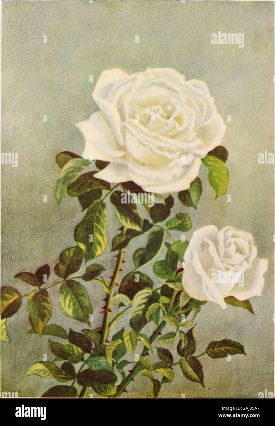 Barry Rambler Rambler roses house hi-res stock photography and images - Alamy
