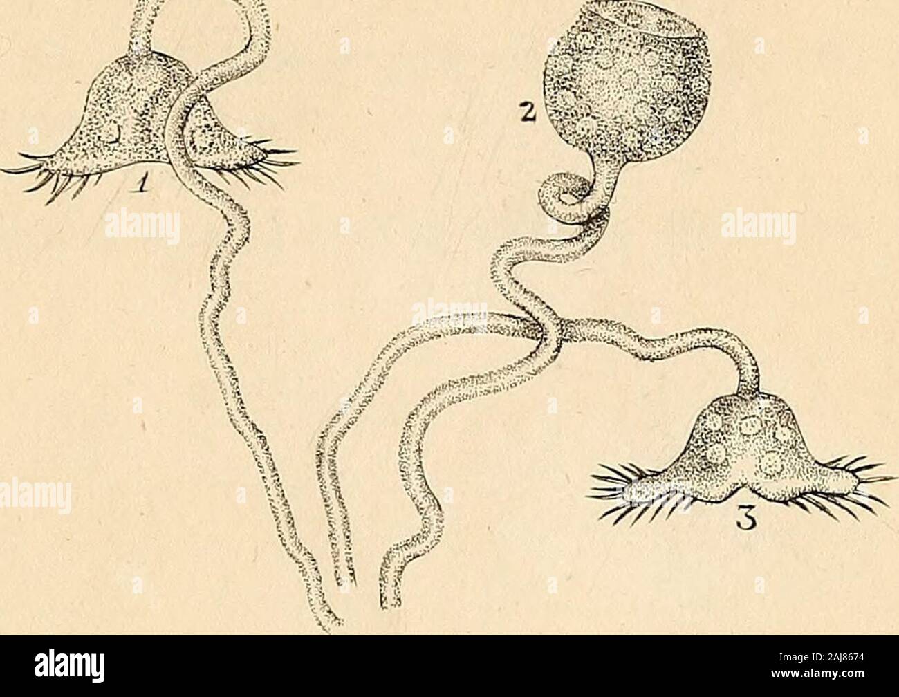 Amalgamation Insect The natural history of British insects : explaining them in their ...