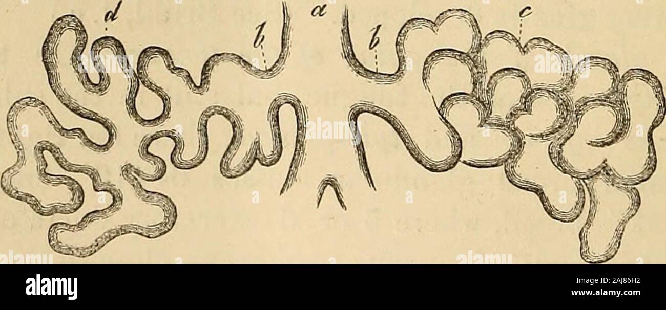 Manual of human histology . Fig. 179.. cles or acini, are nothing more than the dilatations and termi-nations of these canals, or ultimate branches of the excretoryducts. Examined superficially, and under low magnifying Fig. 178. Racemose mucous gland from the floor of the oral cavity: a, investmentof connective tissue; b, excretory duct; c, glandular vesicles; d, ducts of the lobes;from Man, x 50. Fig. 179. Diagram of two ducts of a lobe of a raucous gland: a, excretory duct ofthe lobe; b, secondary branch; c, the glandular vesicles upon it in situ; d, the sameseparated and the duct unfolded. Stock Photo