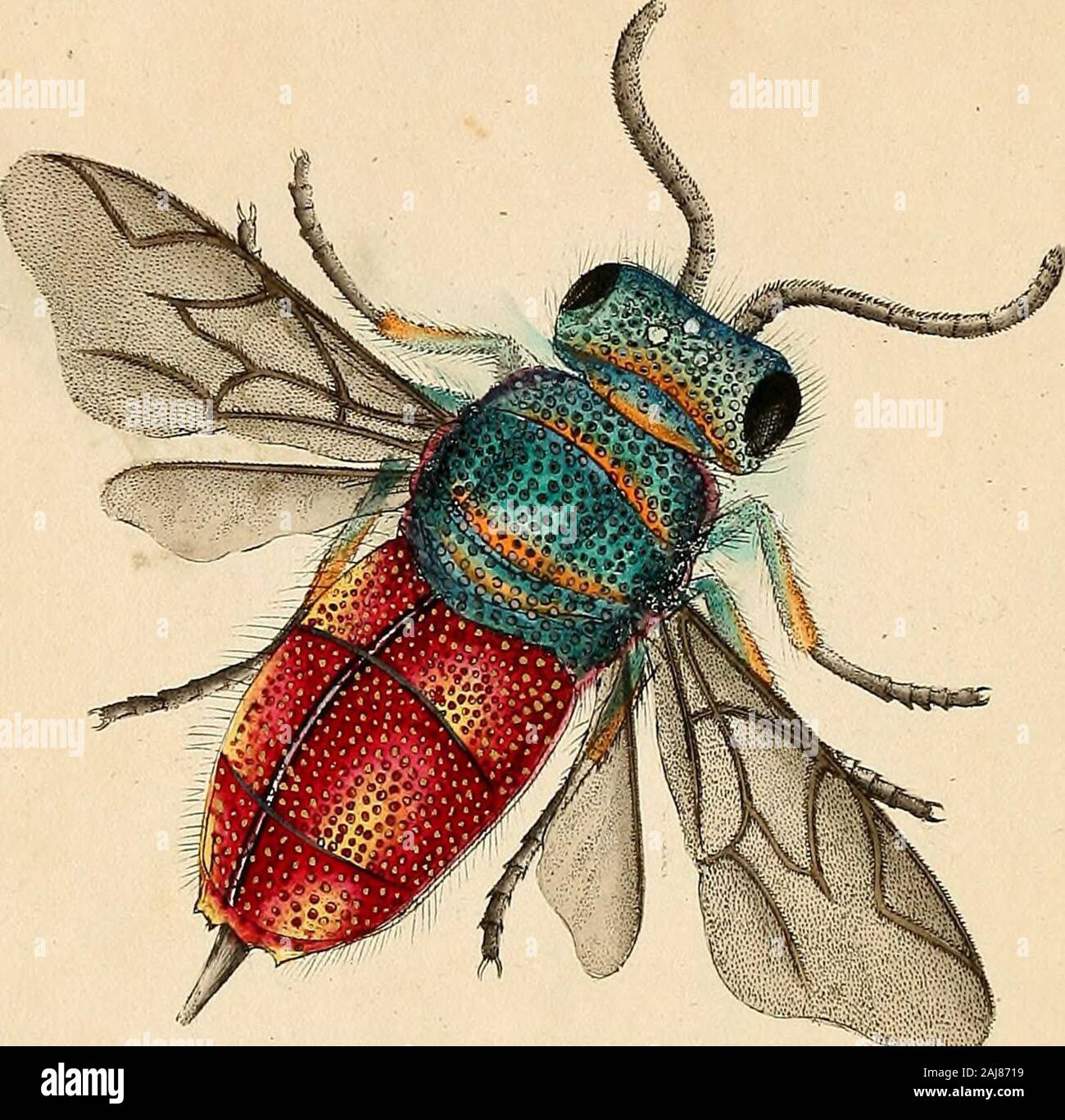 The natural history of British insects : explaining them in their several  states, with the periods of their transformations, their food, oeconomy, &c  together with the history of such minute insects as