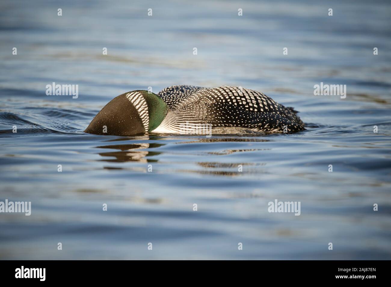 Loon swimming underwater hires stock photography and images Alamy