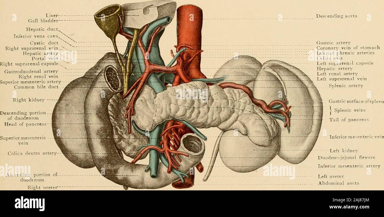 Talitis Atlas and text-book of topographic and applied anatomy . avity ...