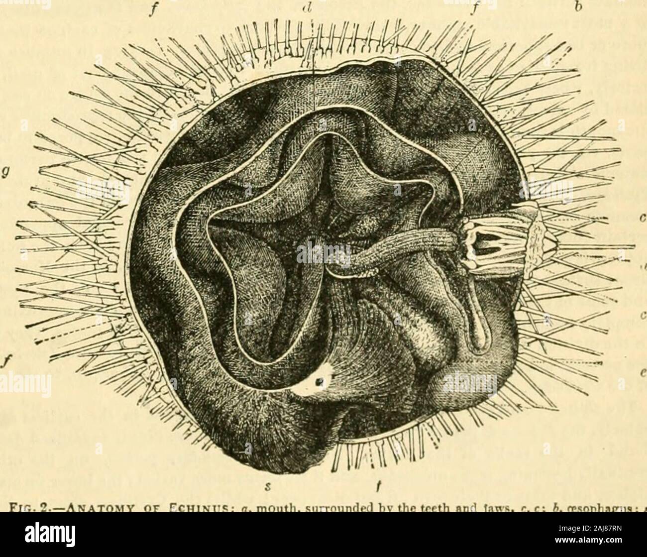 The Animal Kingdom Arranged After Its Organization Forming A Natural History Of Animals And An Introduction To Comparative Anatomy On By A Sort Of Footstalk Divided At Its Base Into The Animal Kingdom Arranged After Its Organization Forming A Natural History Of Animals And An Introduction To Comparative Anatomy On By A Sort Of Footstalk Divided At Its Base Into