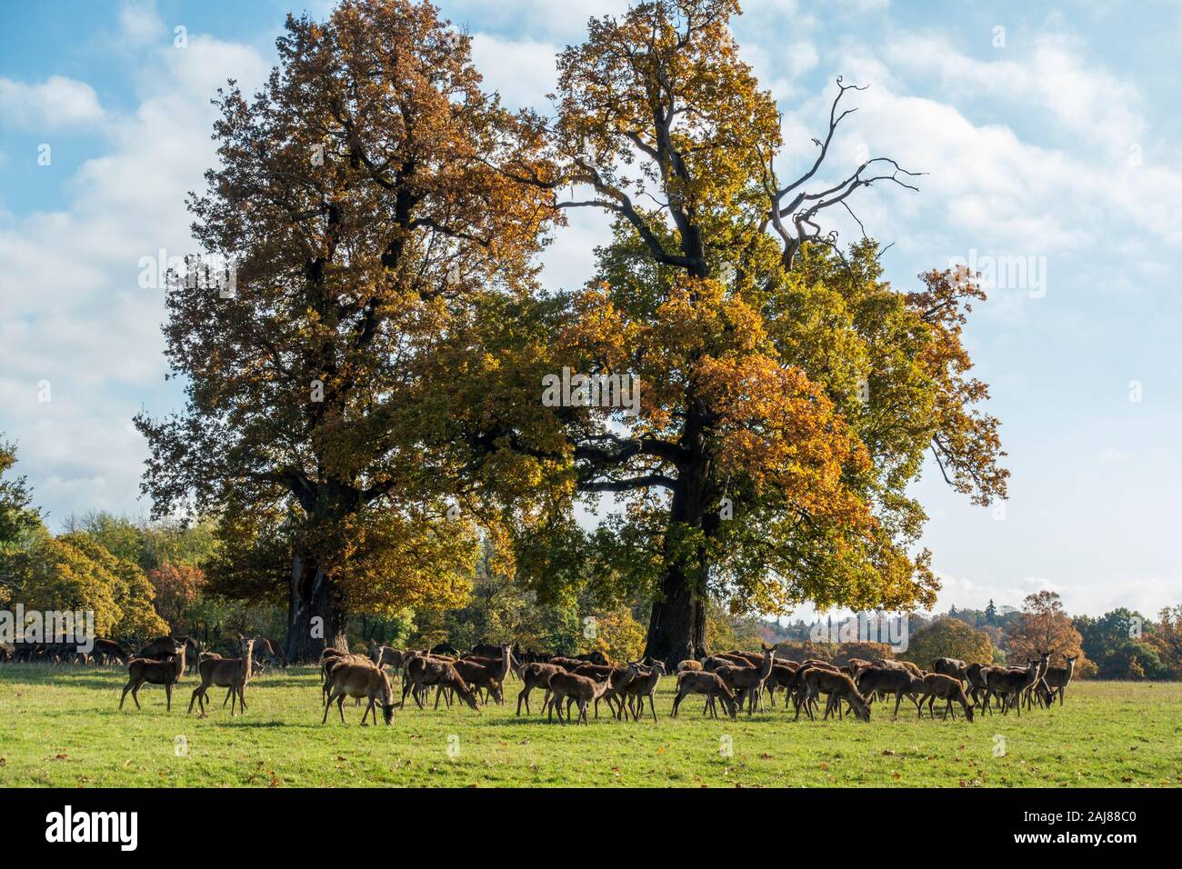 Herd of red deer (Cervus elaphus) in Windsor Great Park, Windsor, Berkshire, England, United Kingdom Stock Photo