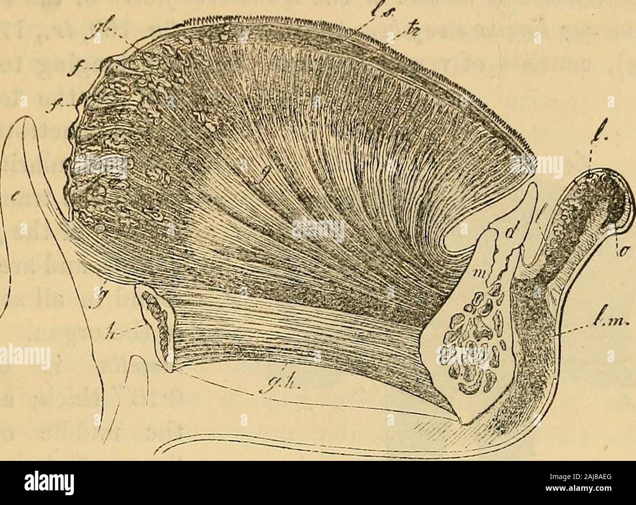 Manual of human histology . 169,g, 70,g, 171,/), so that they occupy the middle of the organfrom its point to its root, forming a long, moderately broad,fleshy mass, which, however, is anything but compact. Thegenio-glossi, in fact, when they have entered the tongue,exchange a few bundles here and there, along the lower edgeof the septum and then break up on each side into a greatnumber of lamella, which lie one behind the other, separatedby small interspaces, in which are the transverse muscular fibresof the tongue; the lamellae are, for the most part, perpendicular,but some curve forwards a Stock Photo