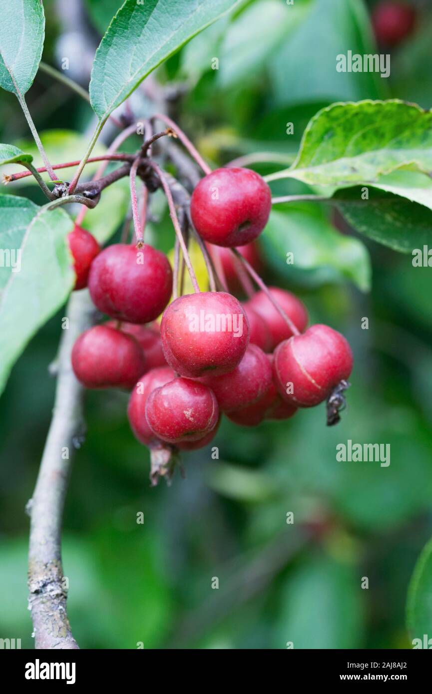 Malus huphensis. Crab apple fruits Stock Photo Alamy