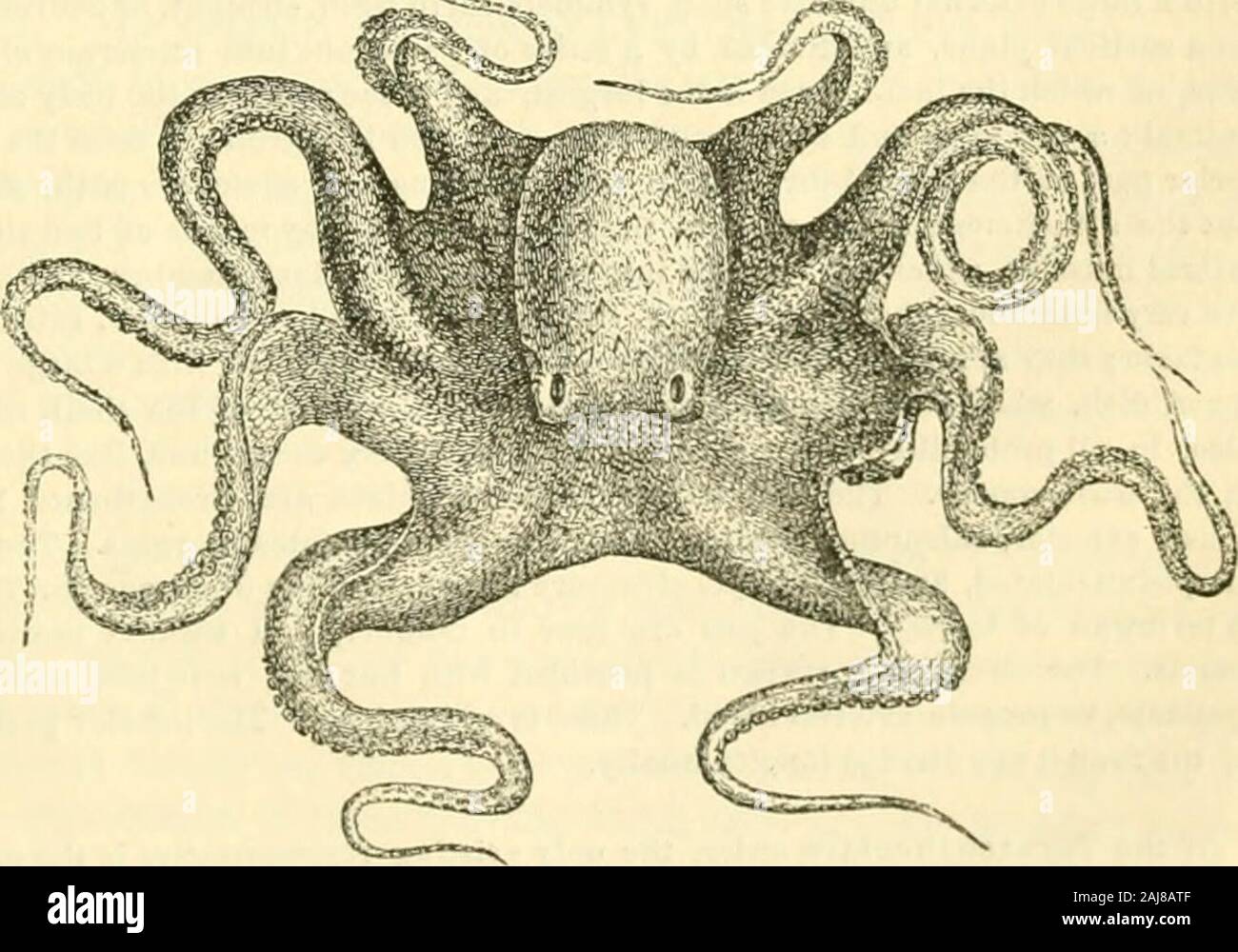 The animal kingdom, arranged after its organization : forming a natural ...