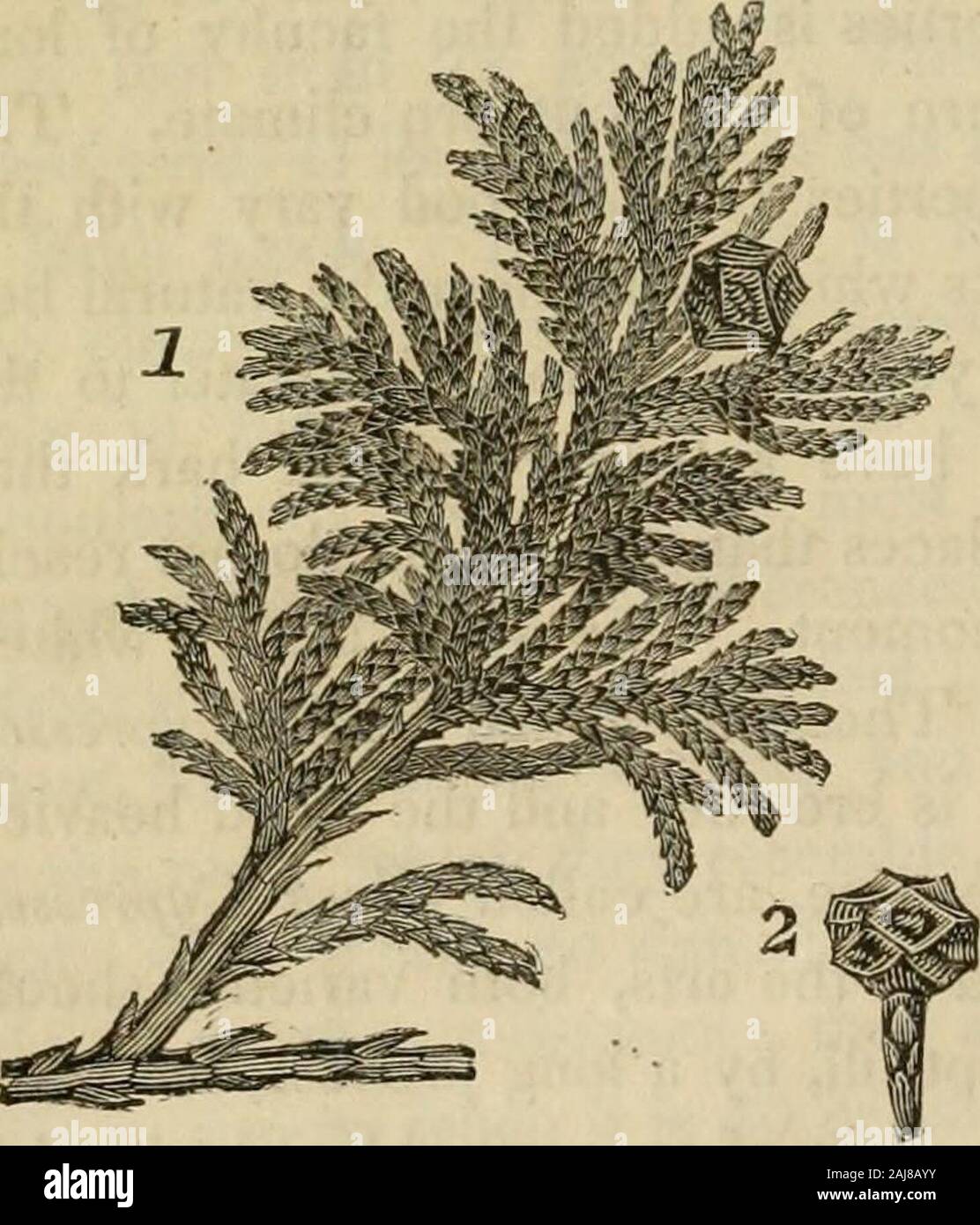 The sylva americana; or, A description of the forest trees indigenous to the United States, practically and botanically considered . hoose it for the inside of mahogany furniture.It is highly proper for the masts and sides of vessels, and whereverit grows it is chosen for canoes, which are fashioned from a singletrunk, and are often 30 feet long and 5 feet wide, light, solid andmore durable than those of any other tree. It makes the best pipesto convey water under ground ; especially the black variety,which is more resinous and solid. White Cedar. Cupressus thyoides. Among the resinous treesof Stock Photo